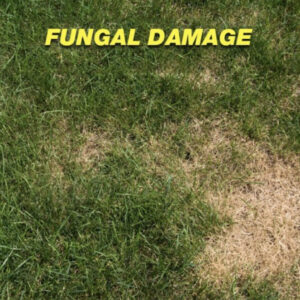Does your lawn become overrun with ugly brown patches in the hot summer months? Fungus
is probably to blame.