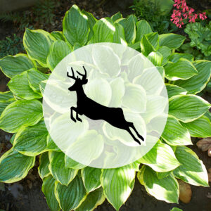 So many property owners struggle with keeping the deer from eating their beautiful plantings.