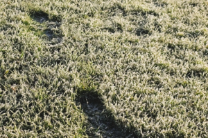 grassfrozen