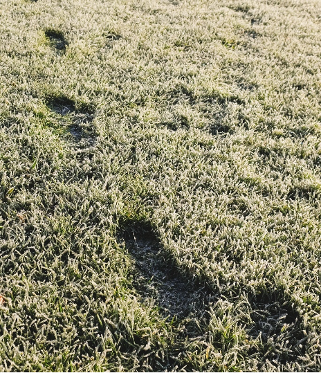grassfrozen
